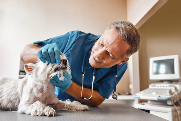 Best Emergency Dental Extractions in Bellwood, IL